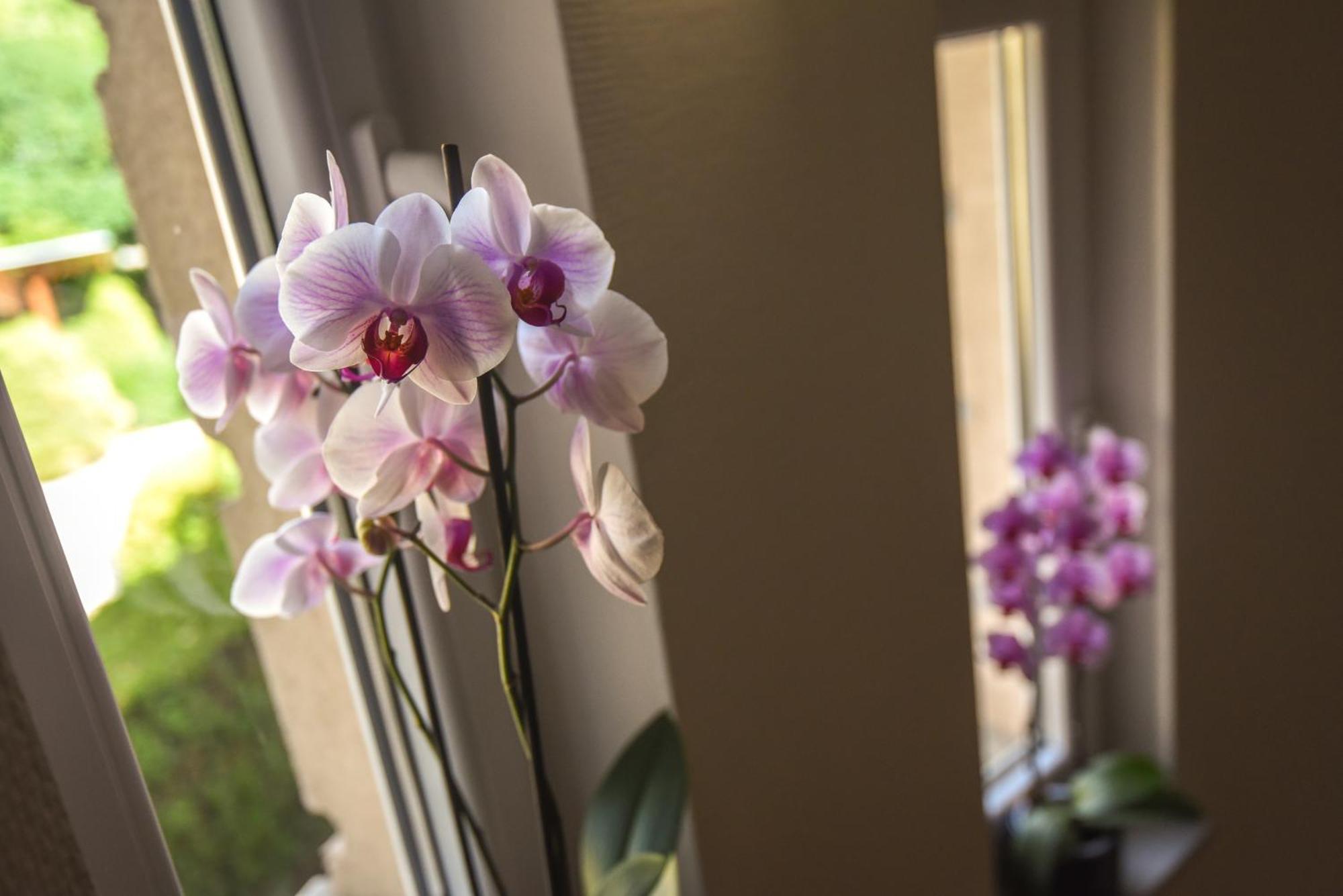 Amore Apartmanhaz Siófok Extérieur photo
